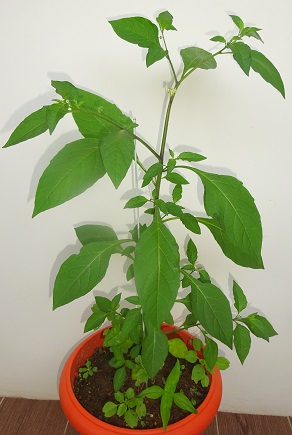 My potted Black Nightshade photo